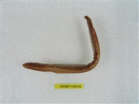 藏品(臺灣黏盲鰻)的圖片